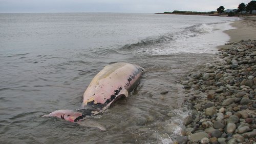 Une baleine "cuvier" s'échoue en bord de mer