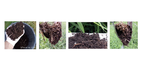 Valorisation en circuit court du rhizocompost de boues de la commune de Ventiseri, par épandage agricole Valorisation en circuit court du rhizocompost de boues de la commune de Ventiseri, par épandage agricole