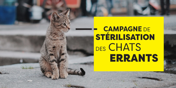 Campagne de stérélisation des chats errants Campagne de stérélisation des chats errants