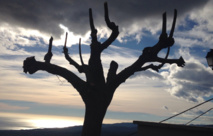 Travaux d'élagage et de taille des arbres sur la voie publique Travaux d'élagage et de taille des arbres sur la voie publique