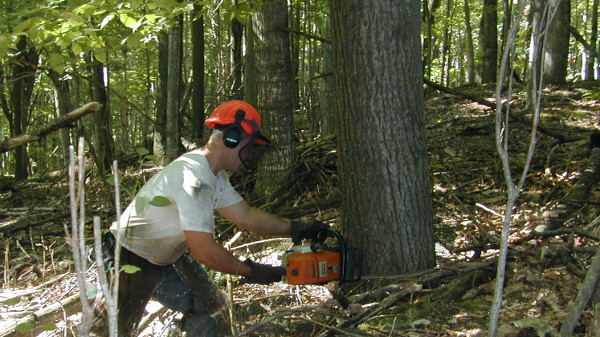 Réglementation des coupes de bois