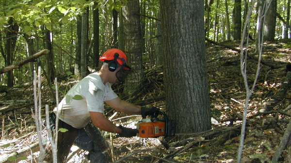 La coupe du bois en forêt privée