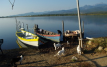 Visite de l'étang de Palu le 05 février à Ventiseri