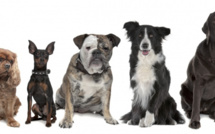 Avis aux propriétaires canins