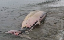 Une baleine "cuvier" s'échoue en bord de mer