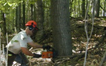 La coupe du bois en forêt privée