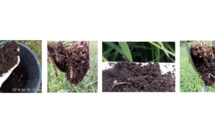Valorisation en circuit court du rhizocompost de boues de la commune de Ventiseri, par épandage agricole