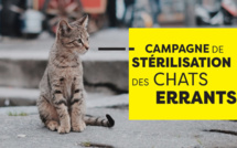 Campagne de stérélisation des chats errants